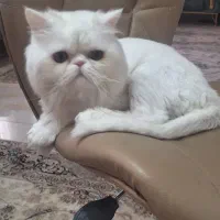 گربه پرشین سوپر فلت نر