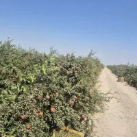 انار ساوه ابگیری رپ بالای ۱۰۰ کیلو ارسال درب منزل|خوردنی و آشامیدنی|محمدشهر, ولدآباد|دیوار