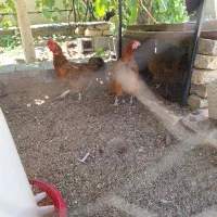 مرغ تخگذار
