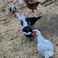 مرغابی اسرائیلی|حیوانات مزرعه|جغتای, |دیوار