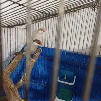 فنچ نرگسی شکلاتی مولد کارداده