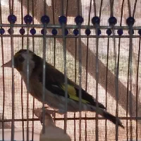 سهره|پرنده|تهران, قیام|دیوار