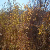 نهال بادام دیر گل|خدمات باغبانی و درختکاری|درمیان, |دیوار