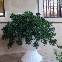 گل بونسای