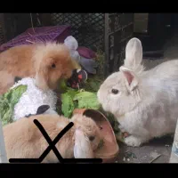 خرگوش لوپ یک ماهه|موش و خرگوش|اندیشه, شهرک مریم|دیوار