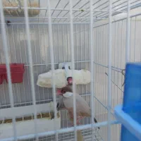 جفت مولد فنچ نرگسی شکلاتی