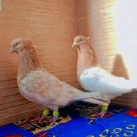 یک جفت کله زرد کاکلی روی تخم|پرنده|رشتخوار, |دیوار