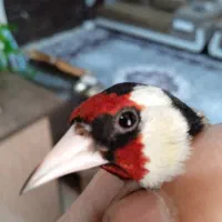 سره کرمانشاه قرص بخون