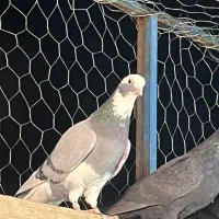 6عدد کفتر کفتر بازی|پرنده|ری, علایین|دیوار