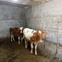 گاو
