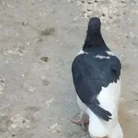 کبوتر نهبندان|پرنده|نهبندان, |دیوار