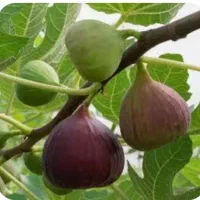 نهال انجیر|گل و گیاه طبیعی|کرج, خرمدشت|دیوار