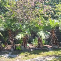 گل وگیاه طبیعی