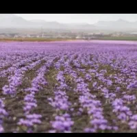 زعفران سرایان|خوردنی و آشامیدنی|سرایان, |دیوار