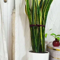 گل سانسوریا