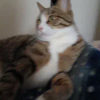 سرویس پذیرایی پایه سیلور ۱۲ نفره کامل