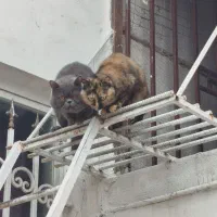 پرشین جفت|گربه|گنبد کاووس, |دیوار