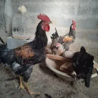 فروش خروس جوان