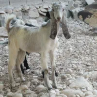 کهره نر|حیوانات مزرعه|بندر کنگان, |دیوار