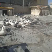 کفتر رنگی درجه ۱|پرنده|شاهینشهر, شهرک میلاد|دیوار