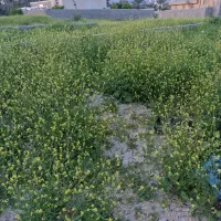 زمین ۳۰۰ متری جم