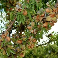 نهالستان زاینده رود فروش انواع نهال اصلاح شده