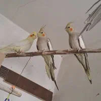 طوطی عروس هلندی جفت مولد|پرنده|همدان, |دیوار