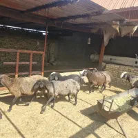 میش گوسفند چاق برای قربانی|حیوانات مزرعه|بشاریات, |دیوار