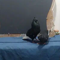 جفت سینه ای درشت و هیکلی|پرنده|اهواز, کمپلو شمالی|دیوار