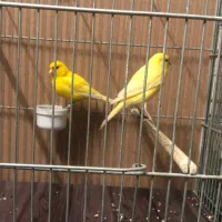 قناری جفت یلو فاکتور