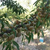 نهال پربازده|خدمات باغبانی و درختکاری|خسروشاه, |دیوار