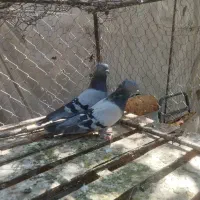 کبوتر پرشی و پر شهر کردی