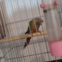 طوطی گرینچیک جفت