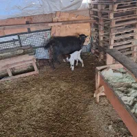 یک عدد بز ماده آوستن|حیوانات مزرعه|محمدشهر, ولدآباد|دیوار