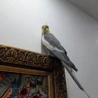 عروس هلندی نر