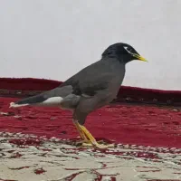 مرغ مینا سخنگو