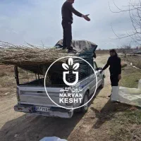 نهال صنوبر نیگرا ترکیه سریع‌الرشد