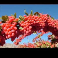 فروش نهال پسته عناب زرشک وغیره