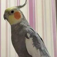 عروس هلندی سخنگو