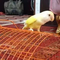 یک عدد طوطی برزیلی نر|پرنده|تهران, تولید دارو|دیوار