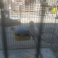 طوطی برزیلی