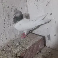 کبوتر باش سپه  ماده