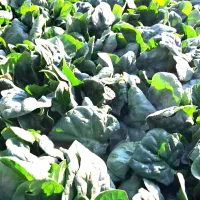 اسفناج بومی خوش طعم