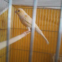 یه جفت قناری نر و ماده