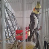 عروس هلندی