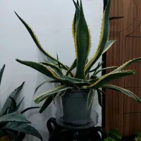 گل طبیعی آگاو ابلق و آگاو سبز