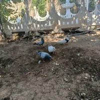 کبوتر.ماده ونر|پرنده|شوش, |دیوار