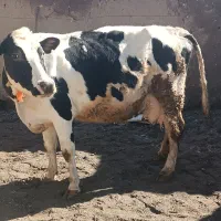 گاو هلشتاین|حیوانات مزرعه|هشترود, |دیوار