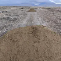 کود گوسفندی باخاور