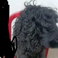 سگ کوکر اسپانیش